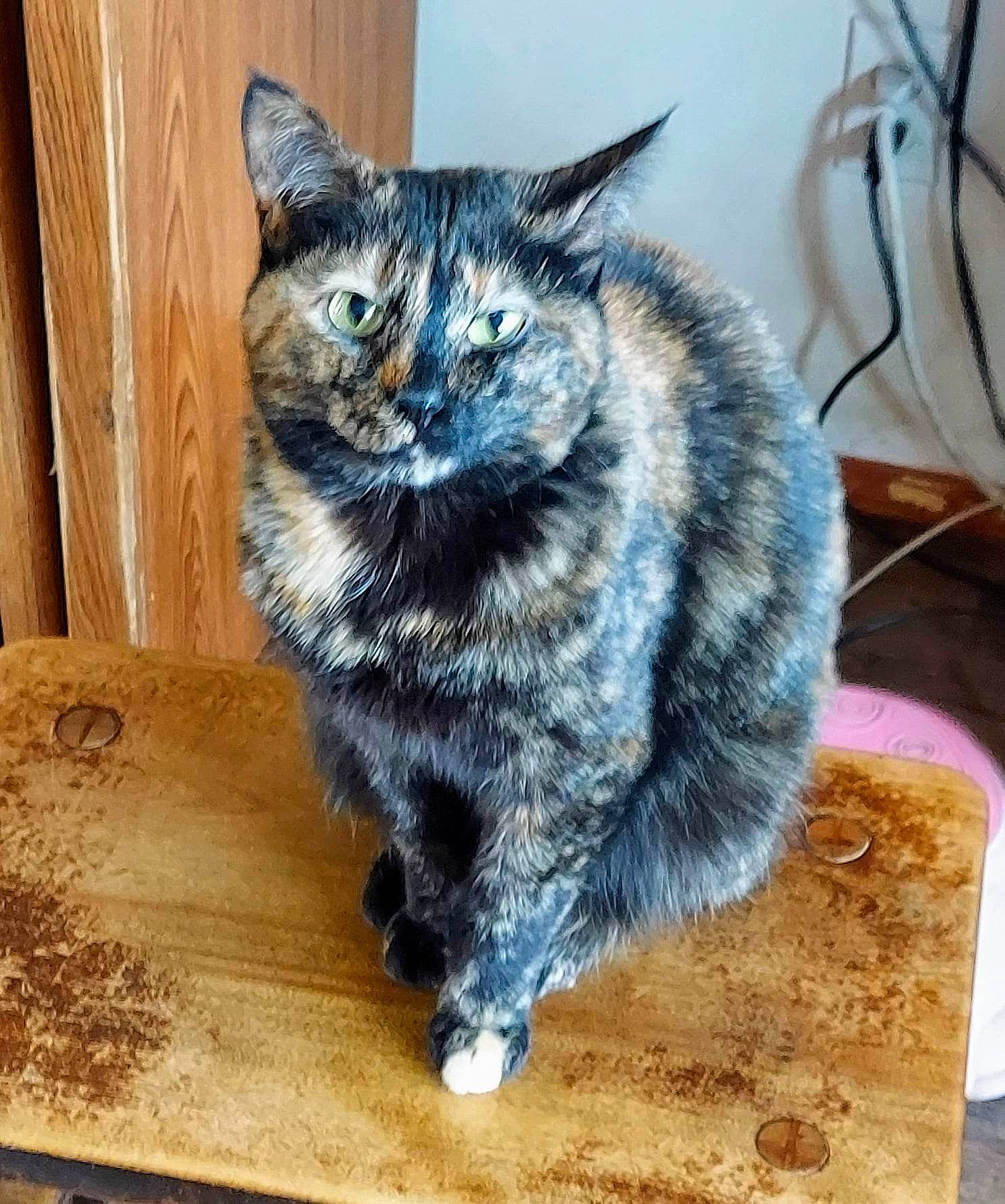 Boo is registered to the contest to win money with this photo: automotive_tire, carnivore, cat, claw, domestic_short_haired_cat, felidae, flooring, fur, hardwood, paw, small_to_medium_sized_cats, snout, tail, terrestrial_animal, whiskers, wood