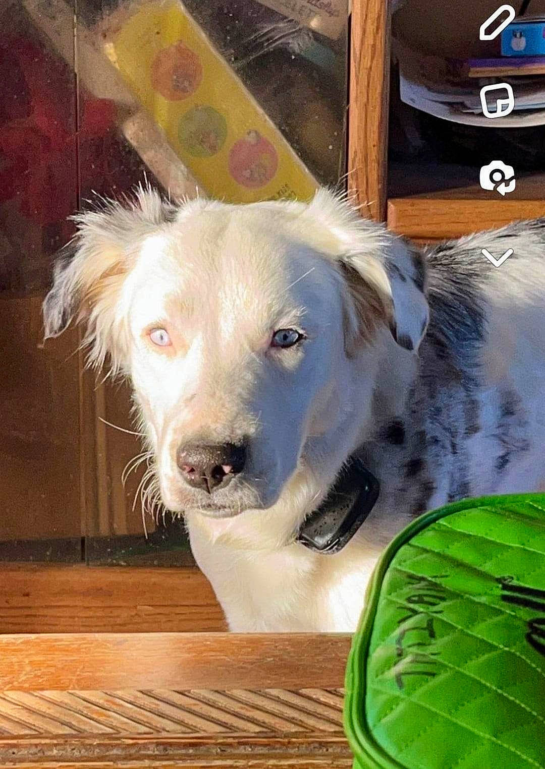 Skya joined the competition — help win amazing prizes! ball, canidae, carnivore, companion_dog, dog, dog_breed, fawn, flooring, fur, happy, hardwood, plank, retriever, varnish, whiskers, wood, wood_stain