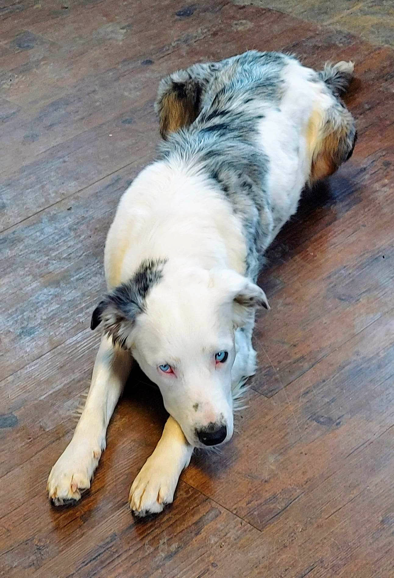 Skya is registered to the contest to win money with this photo: canidae, carnivore, companion_dog, dog, dog_breed, flooring, foam, fur, hardwood, herding_dog, liquid, non_sporting_group, snout, sporting_group, tail, terrestrial_animal, wood, working_animal, working_dog