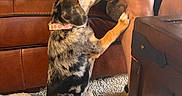 Donut joined the competition — help win amazing prizes! dog, puppy, brindle_coat, pet, animal, bottle, feeding, curious, paw, collar, indoors, living_room, couch, leather_sofa, blanket, carpet, person, tattoos, casual_clothing, humorous