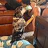 dog, puppy, brindle_coat, pet, animal, bottle, feeding, curious, paw, collar, indoors, living_room, couch, leather_sofa, blanket, carpet, person, tattoos, casual_clothing, humorous