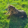 Donut joined the competition — help win amazing prizes! puppy, dog, brown_and_black, grass, outdoors, lying_down, stick, chewing, garden_hose, sunlight, portrait, animal, pet, floppy_ears, puppy_eyes, lawn, nature, playful, fur, closeup