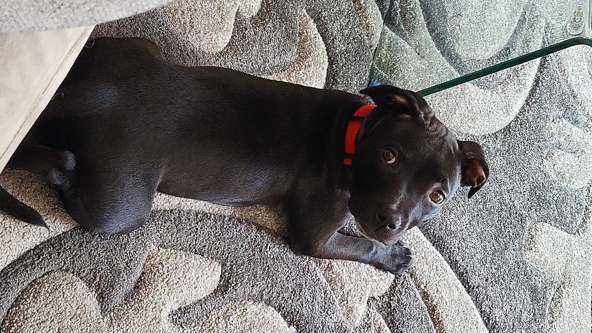 Charley Blue joined the competition — help win amazing prizes! borador, canidae, carnivore, collar, comfort, companion_dog, dog, dog_breed, dog_collar, fashion_accessory, fawn, fur, grey, leash, pet_supply, snout, sporting_group, tail, terrestrial_animal, working_animal