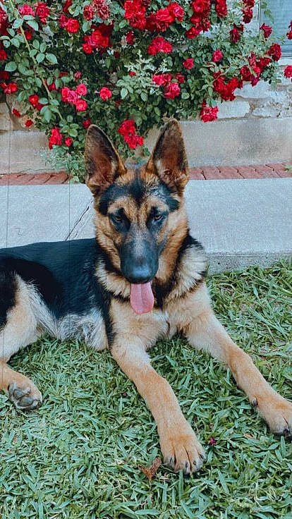 Lobo is registered to the contest to win money with this photo: canidae, carnivore, companion_dog, dog, dog_breed, dog_supply, east_european_shepherd, fawn, flower, german_shepherd_dog, grass, groundcover, herding_dog, king_shepherd, old_german_shepherd_dog, plant, snout, sporting_group, terrestrial_animal, working_dog