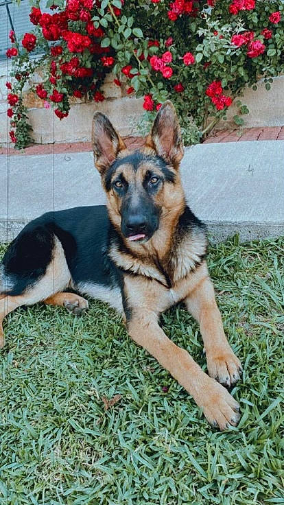 Lobo joined the competition — help win amazing prizes! belgian_shepherd_malinois, canidae, carnivore, companion_dog, dog, dog_breed, east_european_shepherd, fawn, flower, german_shepherd_dog, grass, guard_dog, herding_dog, king_shepherd, old_german_shepherd_dog, plant, snout, sporting_group, terrestrial_animal, working_dog