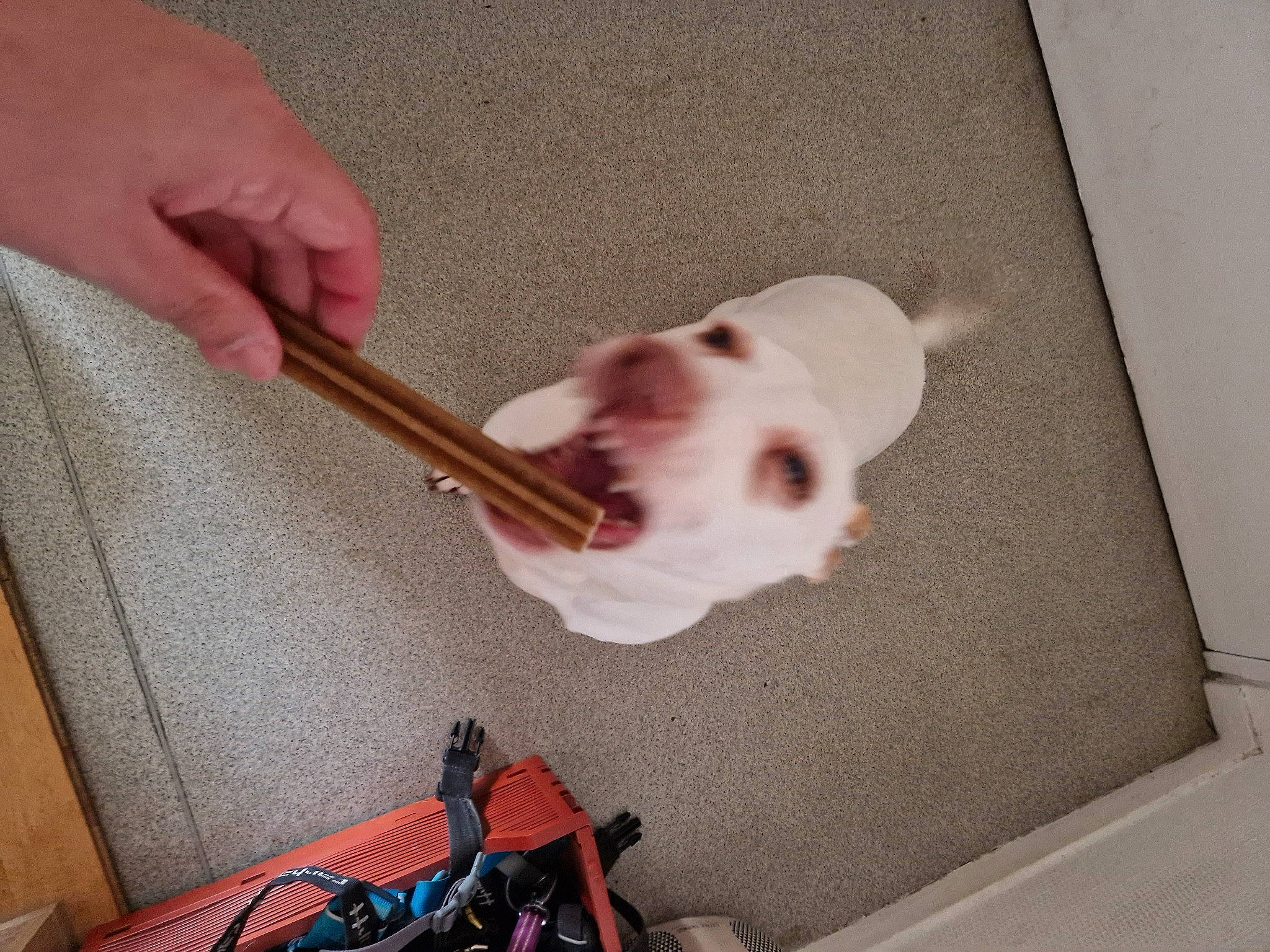 Nieve participe au concours pour gagner de l'argent avec cette photo : bag, canidae, carnivore, companion_dog, dog, dog_breed, ear, fawn, felidae, flooring, fur, luggage_and_bags, musical_instrument, personal_protective_equipment, small_to_medium_sized_cats, snout, sporting_group, toy_dog, whiskers, working_animal