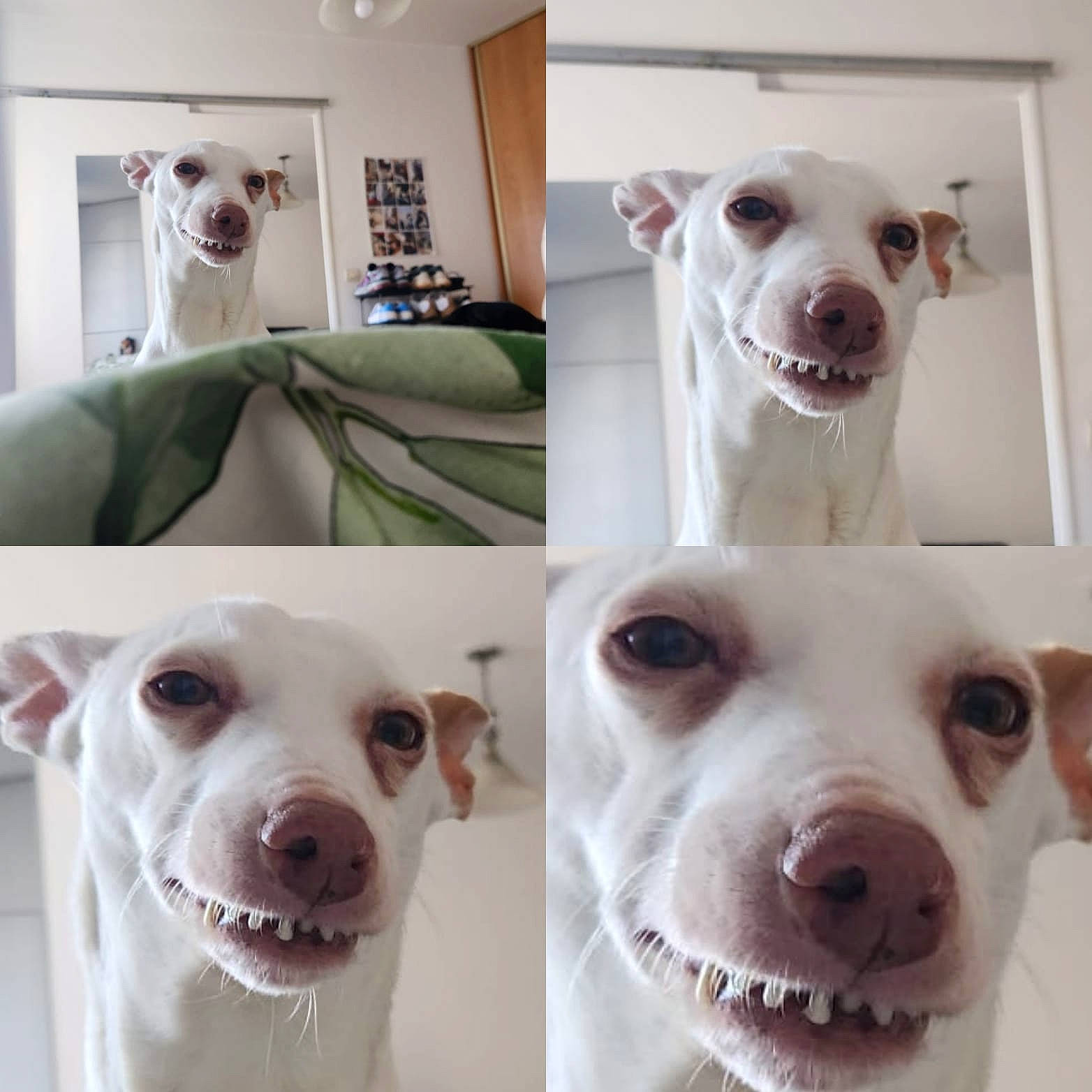 Nieve participe au concours pour gagner de l'argent avec cette photo : carnivore, collar, companion_dog, dog, dog_breed, dog_collar, fawn, jaw, mammal, nose, organ, pet_supply, photograph, smile, snout, sporting_group, vertebrate, whiskers, white, working_animal