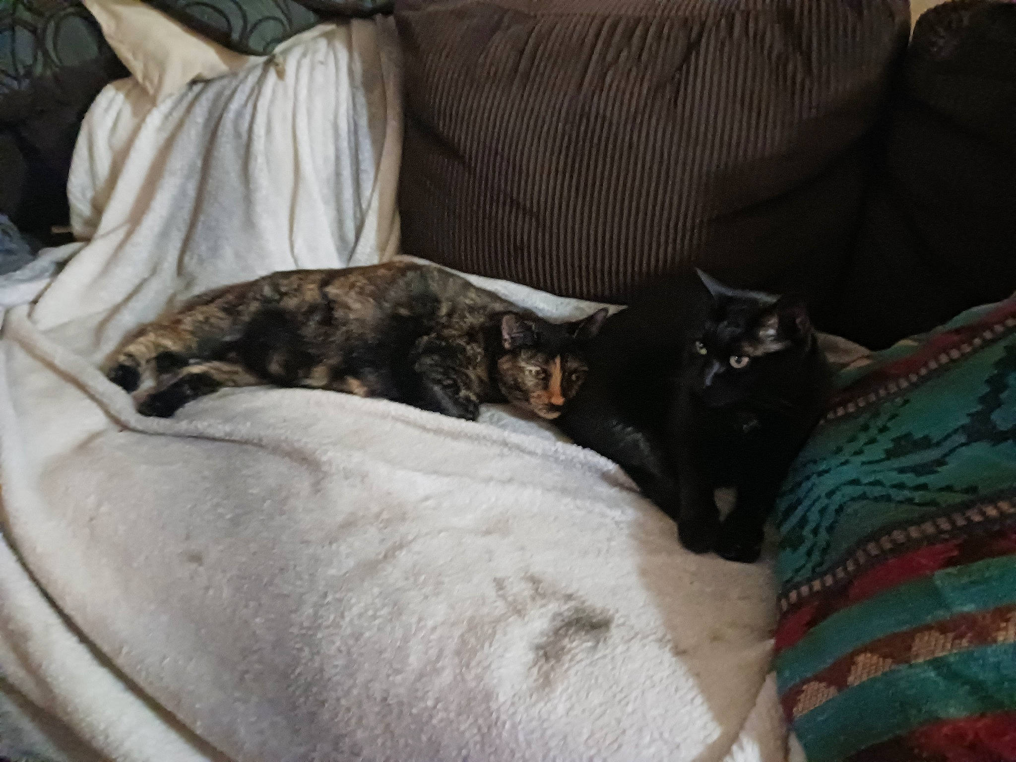 Skunk Monkey joined the competition — help win amazing prizes! canidae, carnivore, cat, cat_supply, comfort, companion_dog, dog_breed, domestic_short_haired_cat, felidae, fur, grey, linens, nap, room, small_to_medium_sized_cats, sporting_group, tail, terrestrial_animal, whiskers