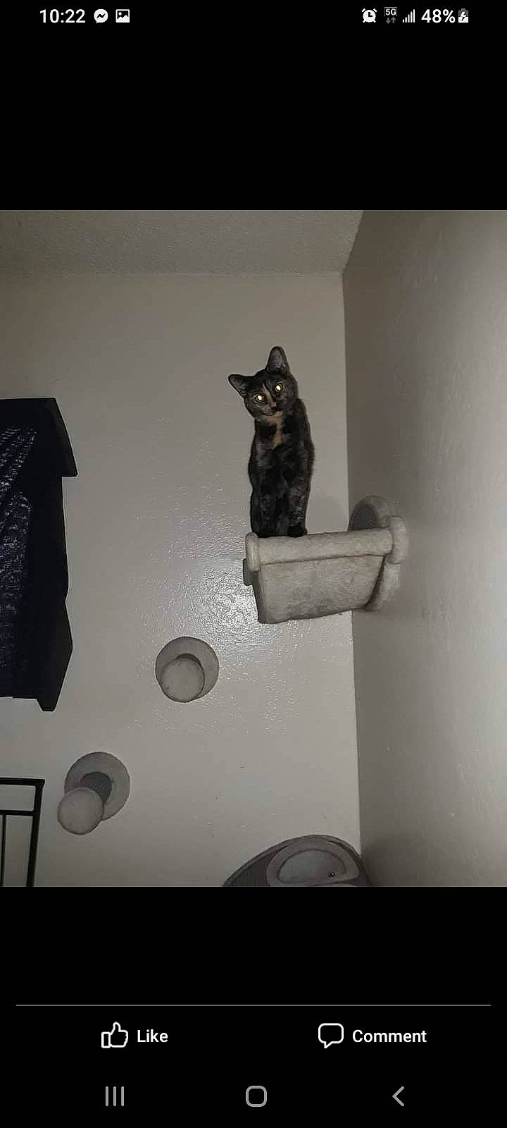 Skunk Monkey joined the competition — help win amazing prizes! art, black_and_white, carnivore, cat, circle, darkness, domestic_short_haired_cat, felidae, grey, metal, monochrome, monochrome_photography, rectangle, room, small_to_medium_sized_cats, still_life_photography, style, tail, whiskers, wood