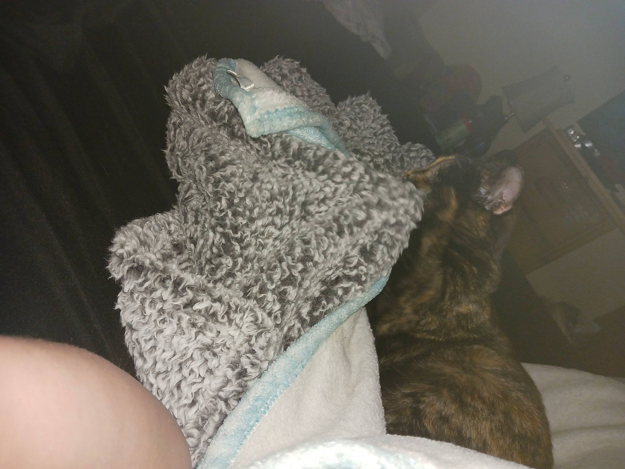 Skunk Monkey is registered to the contest to win money with this photo: carnivore, comfort, domestic_short_haired_cat, felidae, foot, fur, grey, human_leg, linens, mammal, nail, small_to_medium_sized_cats, sock, tail, thigh, thread, whiskers, wool, woolen, woven_fabric