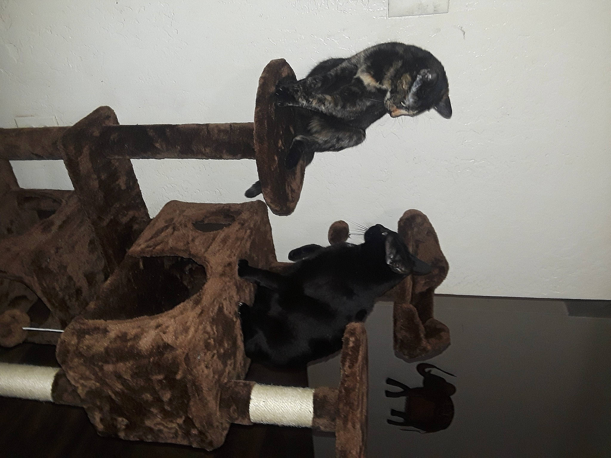 Skunk Luna is registered to the contest to win money with this photo: art, artifact, metal, monochrome, monochrome_photography, room, sculpture, statue, still_life_photography, tourist_attraction, visual_arts, wood