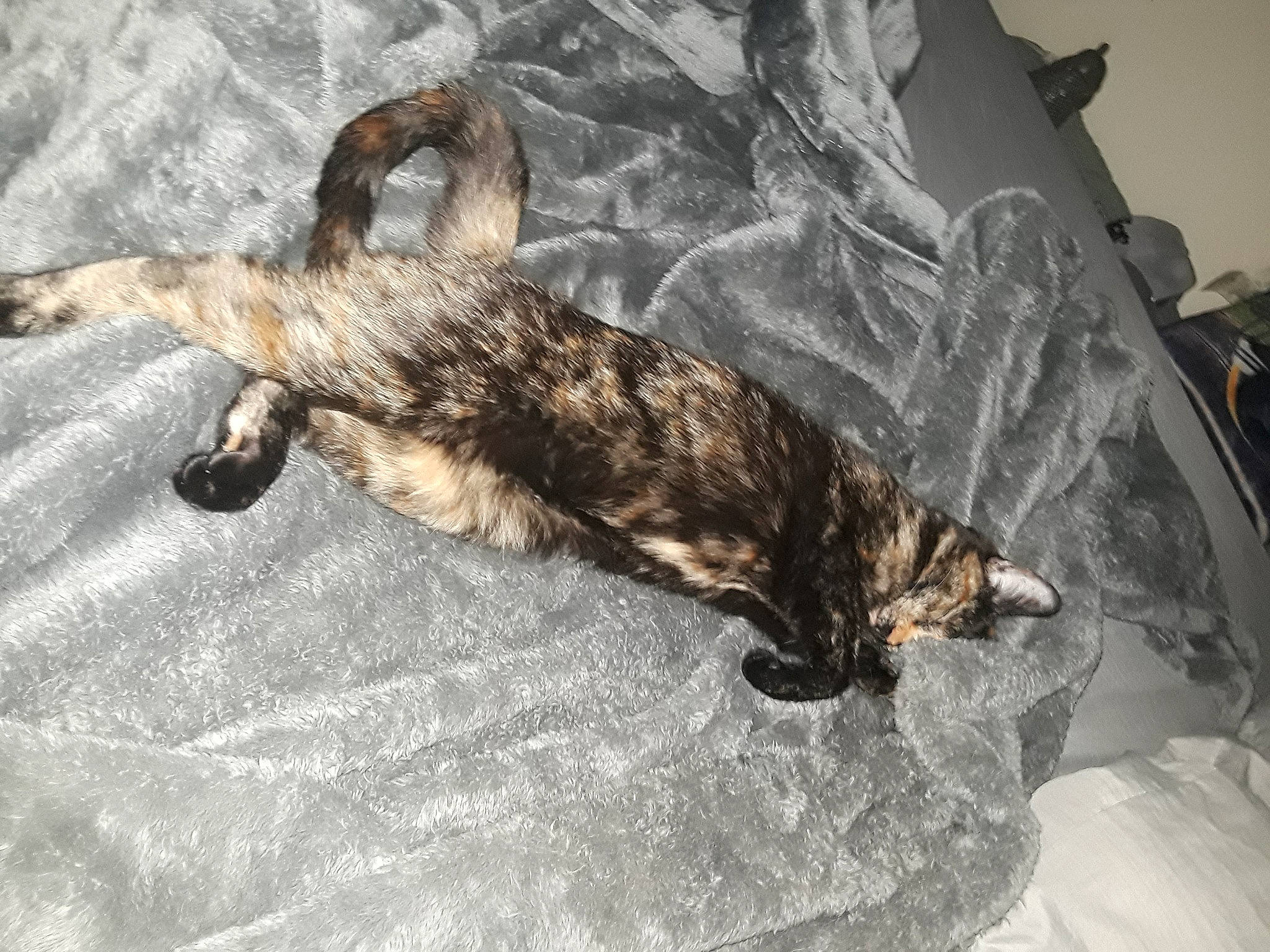 Skunk Luna is registered to the contest to win money with this photo: bed, brown, canidae, carnivore, cat, claw, comfort, dog_breed, domestic_short_haired_cat, fawn, felidae, fur, linens, mammal, paw, small_to_medium_sized_cats, tail, terrestrial_animal, vertebrate, whiskers