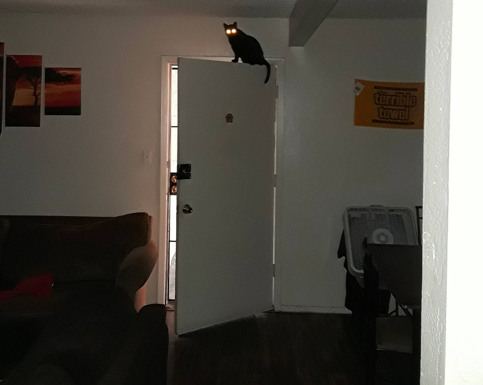 Luna Bug joined the competition — help win amazing prizes! cat, ceiling, chair, comfort, couch, door, felidae, floor, flooring, grey, hardwood, home_door, laminate_flooring, light_fixture, living_room, plaster, room, stairs, tail, wood