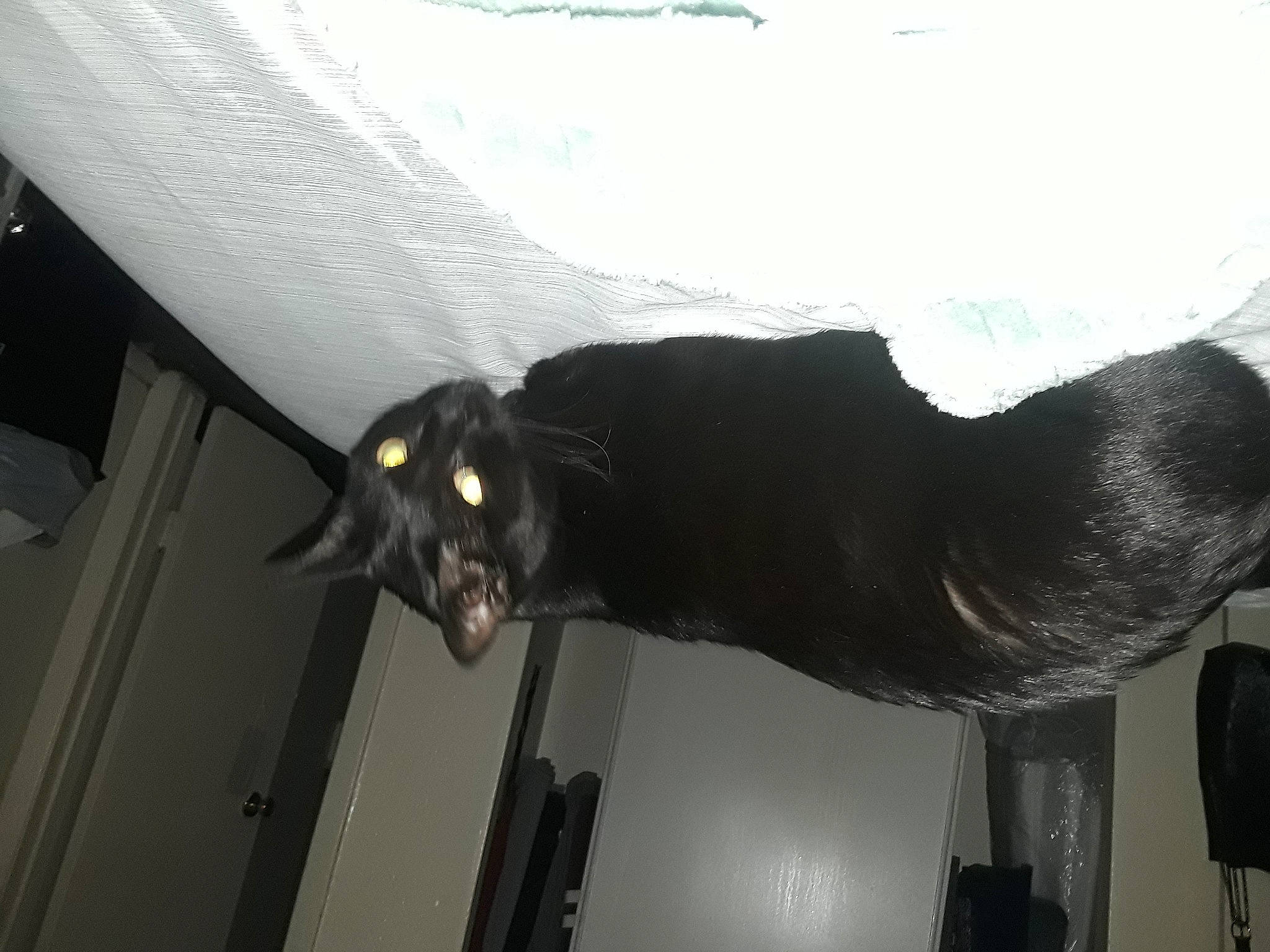 Luna Bug joined the competition — help win amazing prizes! auto_part, canidae, carnivore, ceiling, comfort, dog_breed, felidae, fur, human_leg, room, shadow, small_to_medium_sized_cats, snout, sporting_group, tail, tints_and_shades, whiskers