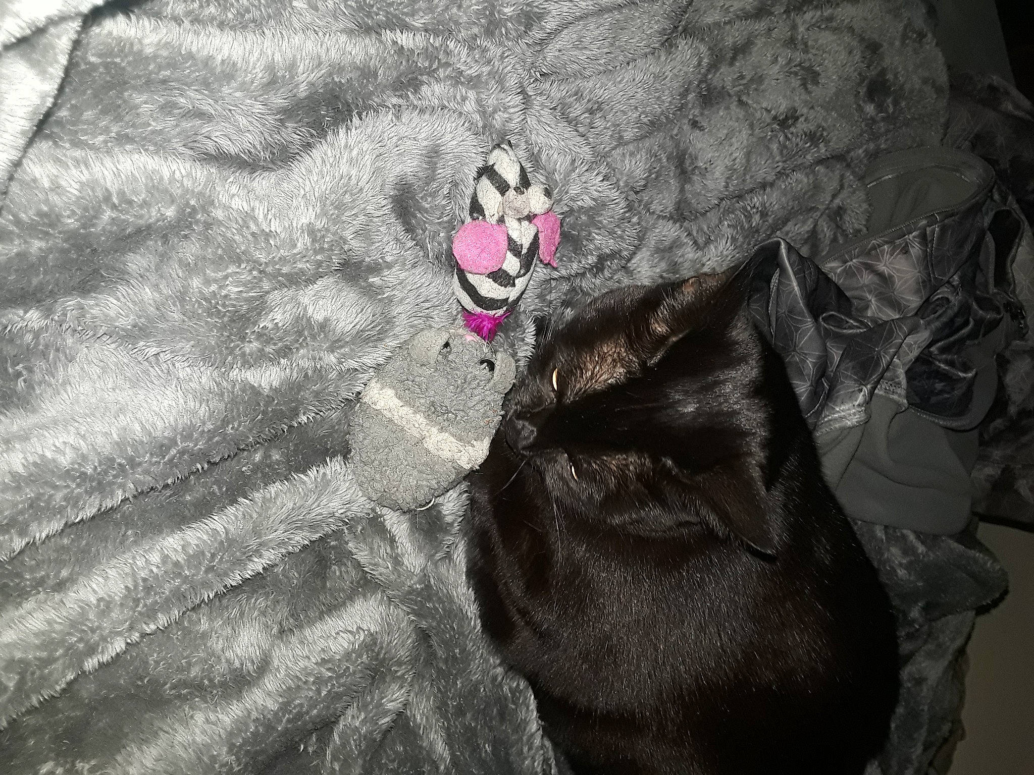 Luna Bug is registered to the contest to win money with this photo: canidae, carnivore, comfort, darkness, dog_breed, fawn, felidae, font, fur, grey, linens, magenta, mammal, sleeve, small_to_medium_sized_cats, snout, sporting_group, tail, textile, whiskers