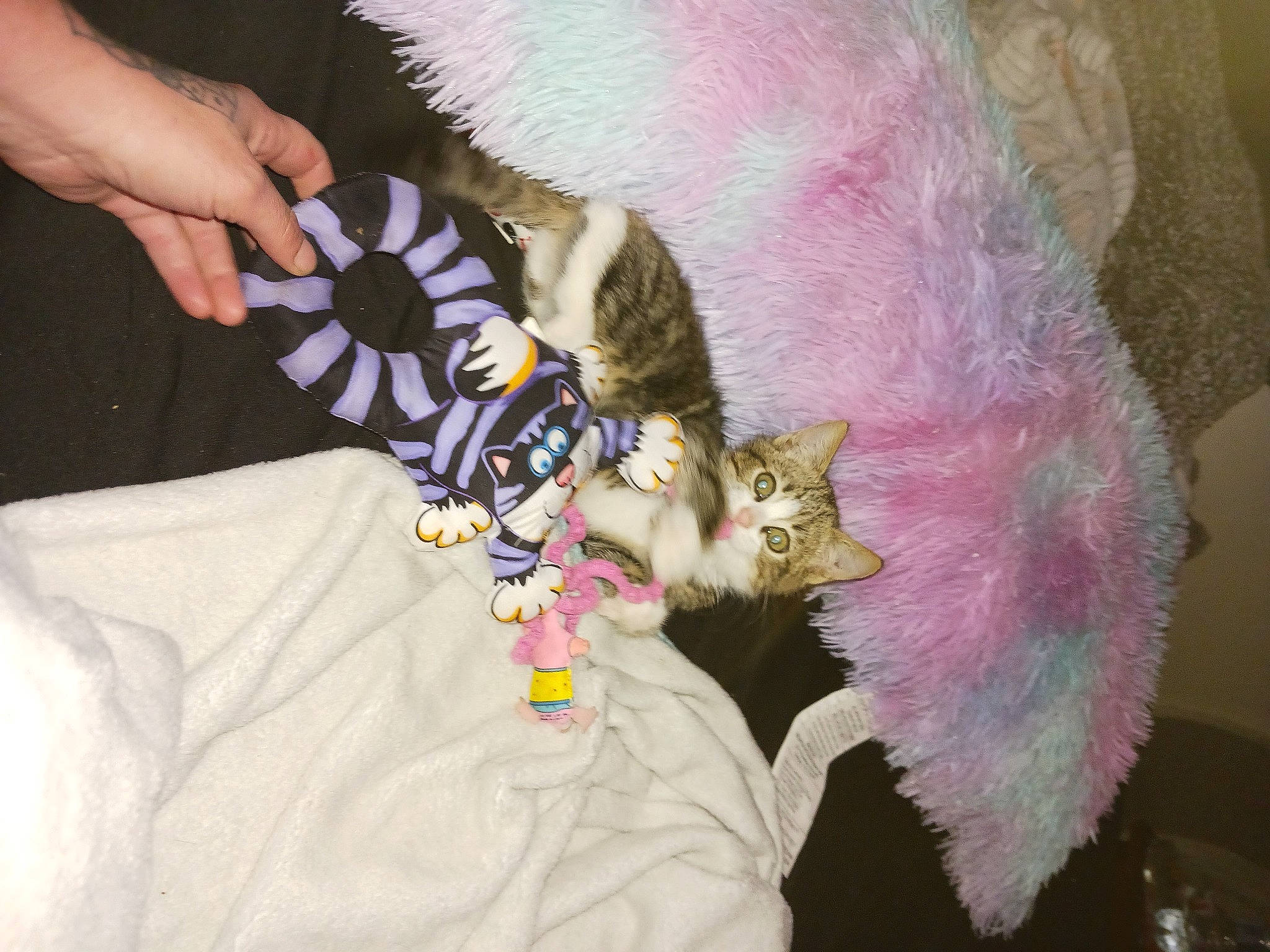 Chi is registered to the contest to win money with this photo: art, carnivore, cat, claw, comfort, domestic_short_haired_cat, fawn, felidae, finger, fur, linens, magenta, nail, paw, plant, small_to_medium_sized_cats, tail, textile, whiskers, wrist