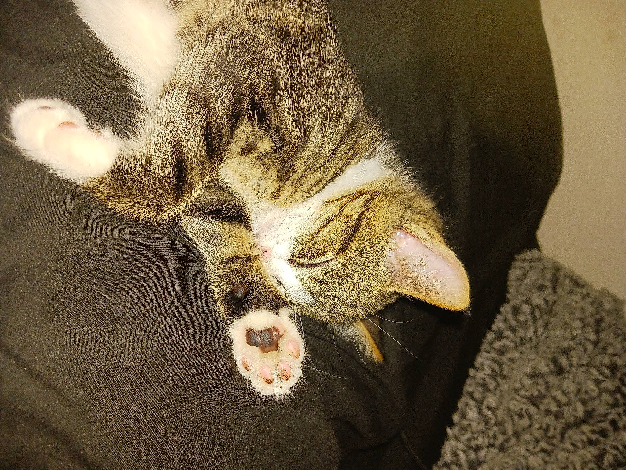 Chi joined the competition — help win amazing prizes! carnivore, cat, claw, comfort, dog_breed, domestic_short_haired_cat, felidae, foot, fur, gesture, human_leg, nap, paw, small_to_medium_sized_cats, snout, tail, terrestrial_animal, whiskers, wildlife, wood