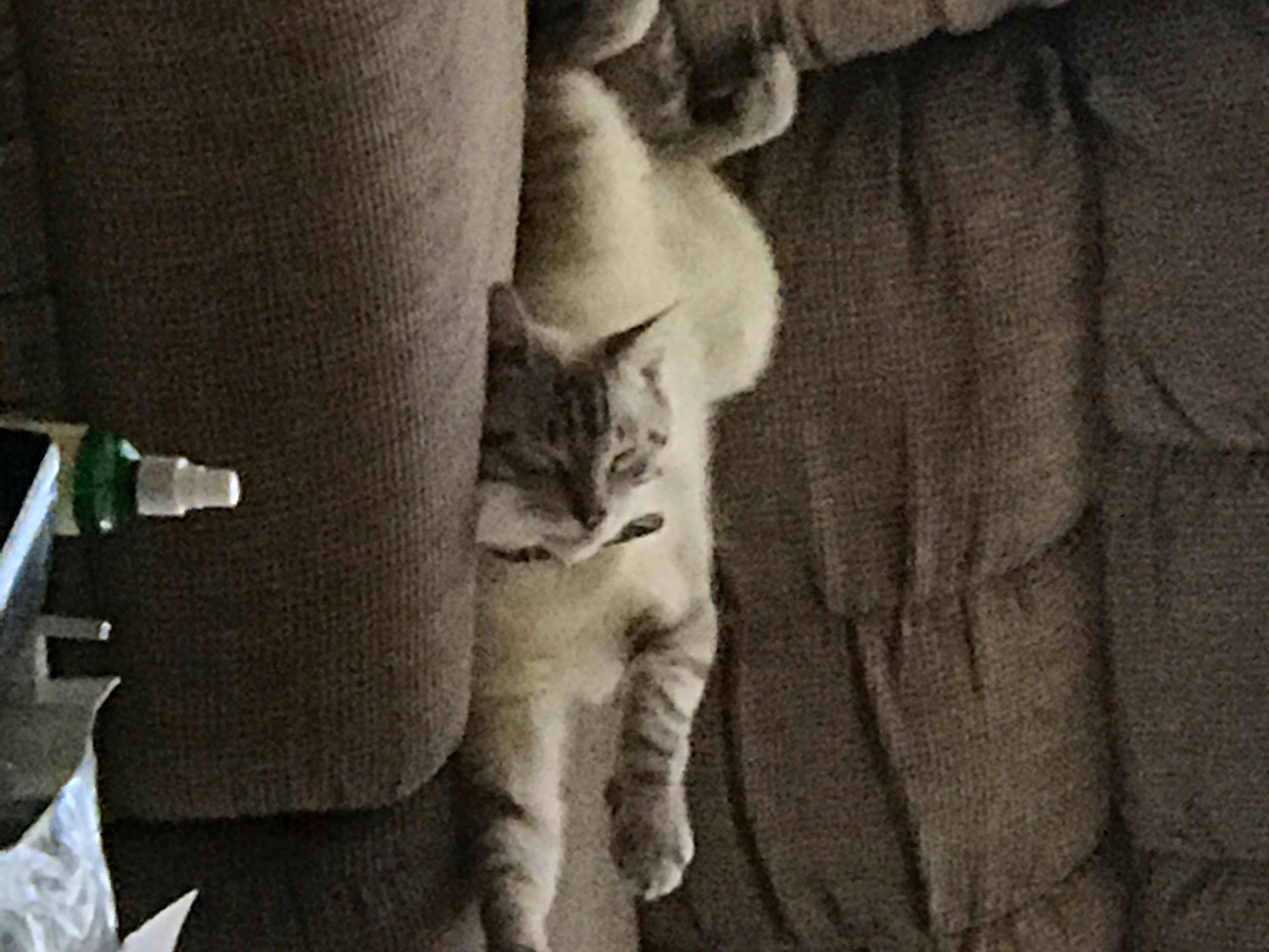 Zuri joined the competition — help win amazing prizes! carnivore, cat, comfort, darkness, domestic_short_haired_cat, felidae, fur, gesture, grey, human_leg, linens, monochrome, monochrome_photography, small_to_medium_sized_cats, snout, tail, textile, whiskers, window, wood