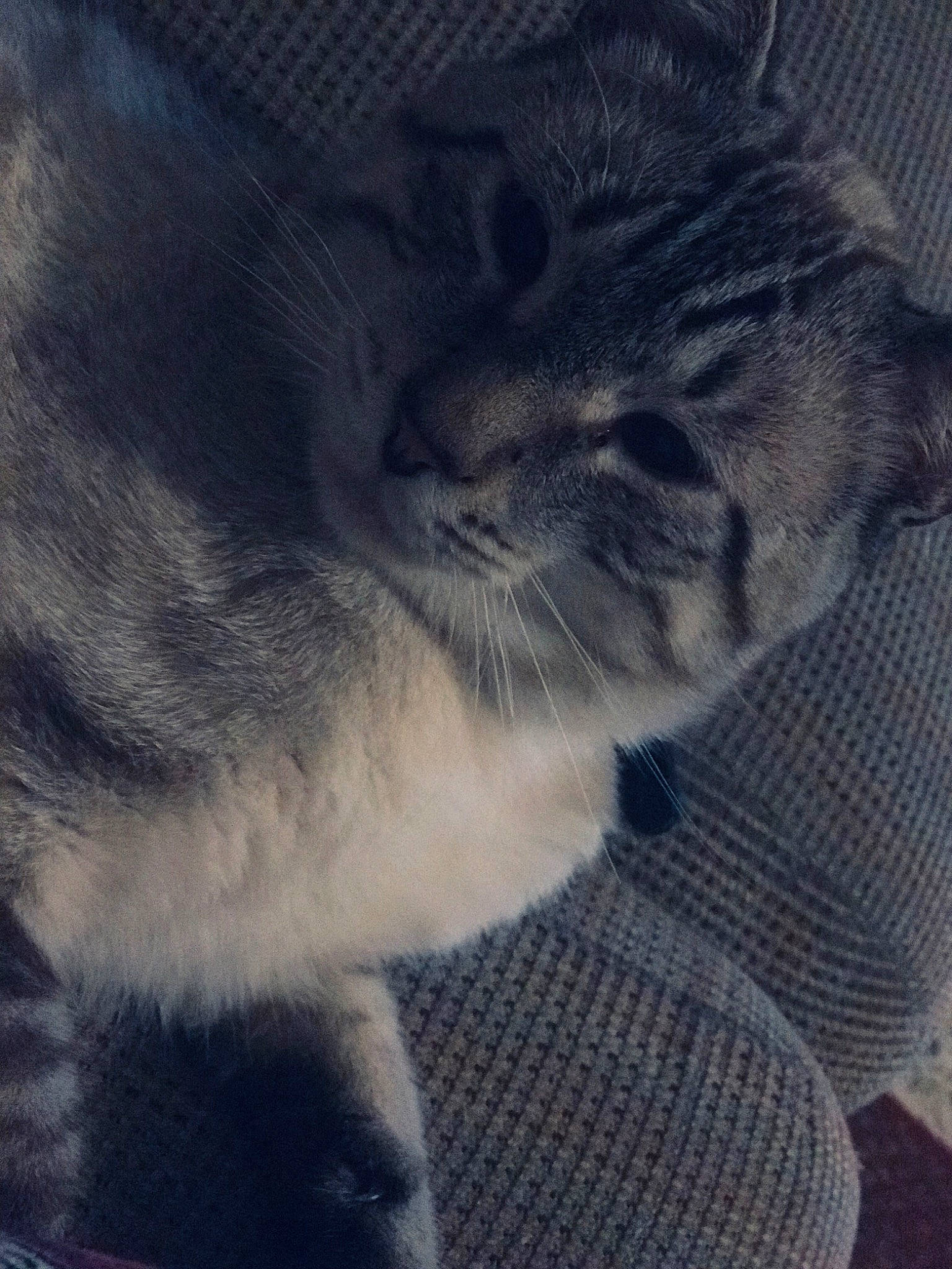 Zuri joined the competition — help win amazing prizes! carnivore, cat, claw, cloud, comfort, domestic_short_haired_cat, electric_blue, felidae, fur, grey, meteorological_phenomenon, nap, paw, sky, sleep, small_to_medium_sized_cats, square, tail, terrestrial_animal, whiskers