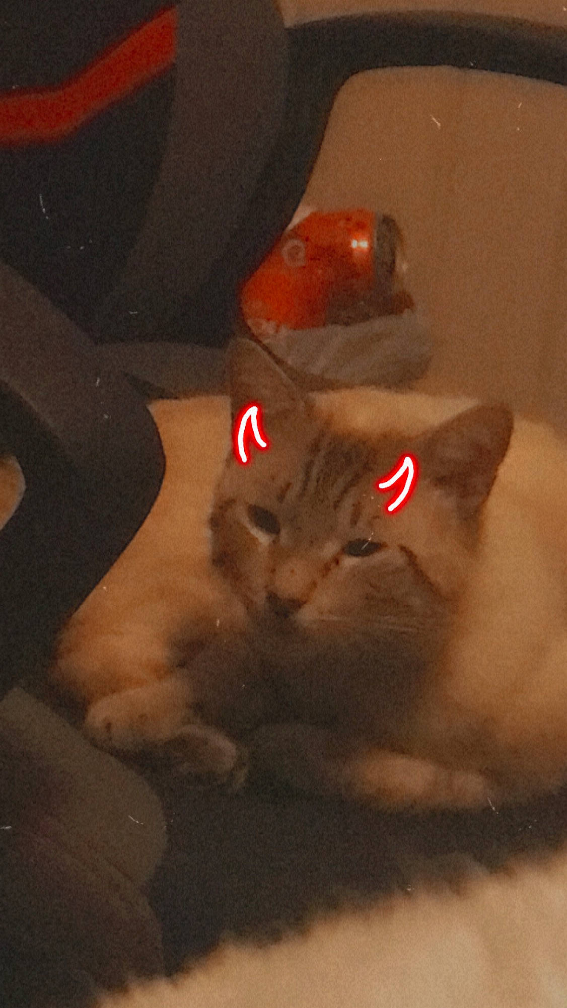 Zuri is registered to the contest to win money with this photo: black_cat, carmine, carnivore, cat, darkness, domestic_short_haired_cat, fawn, felidae, fur, midnight, night, paw, room, small_to_medium_sized_cats, snout, tail, terrestrial_animal, whiskers