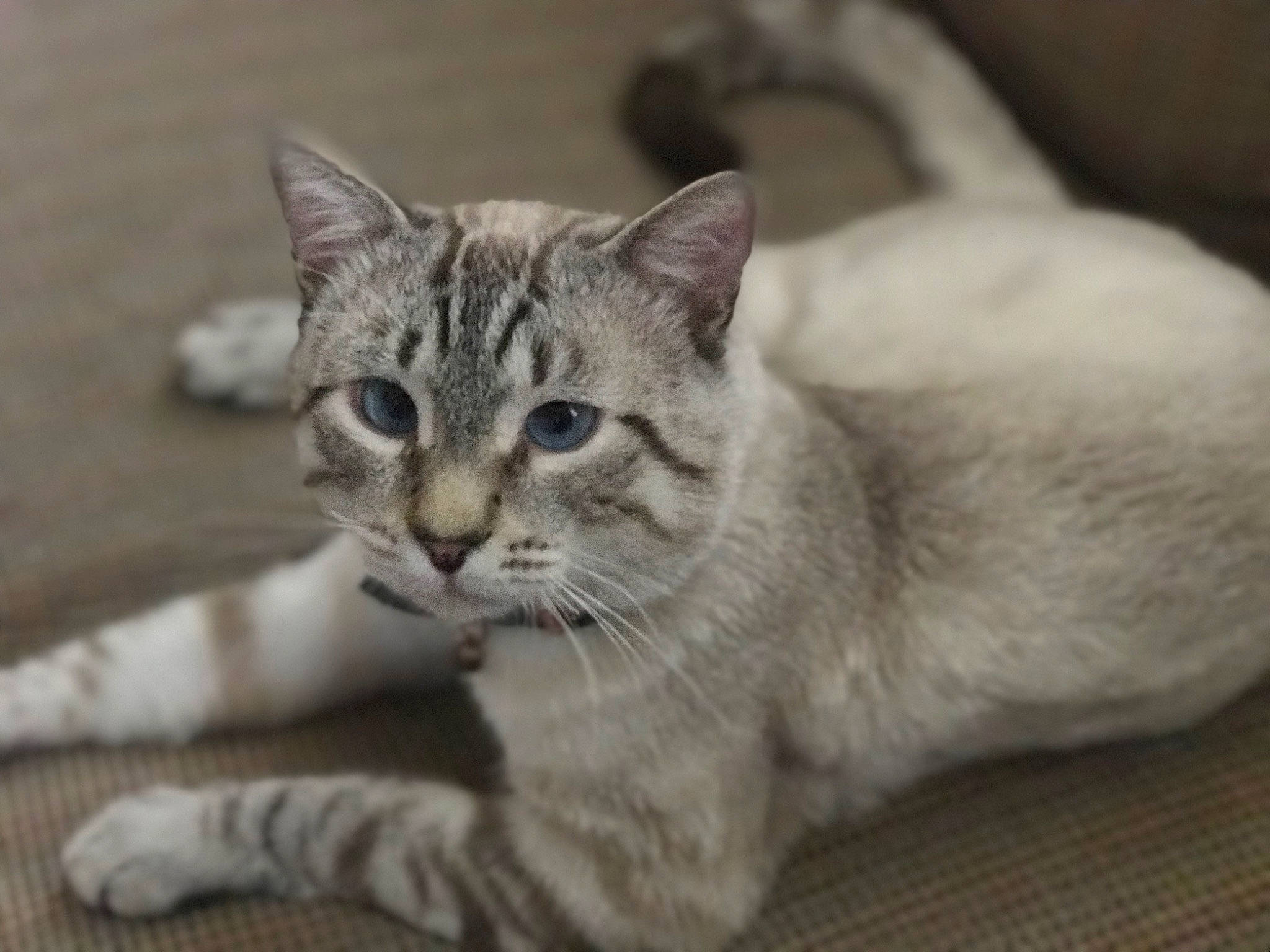 Zuri joined the competition — help win amazing prizes! carnivore, cat, claw, domestic_short_haired_cat, fang, felidae, fur, paw, pet_supply, small_to_medium_sized_cats, snout, terrestrial_animal, whiskers, wildlife