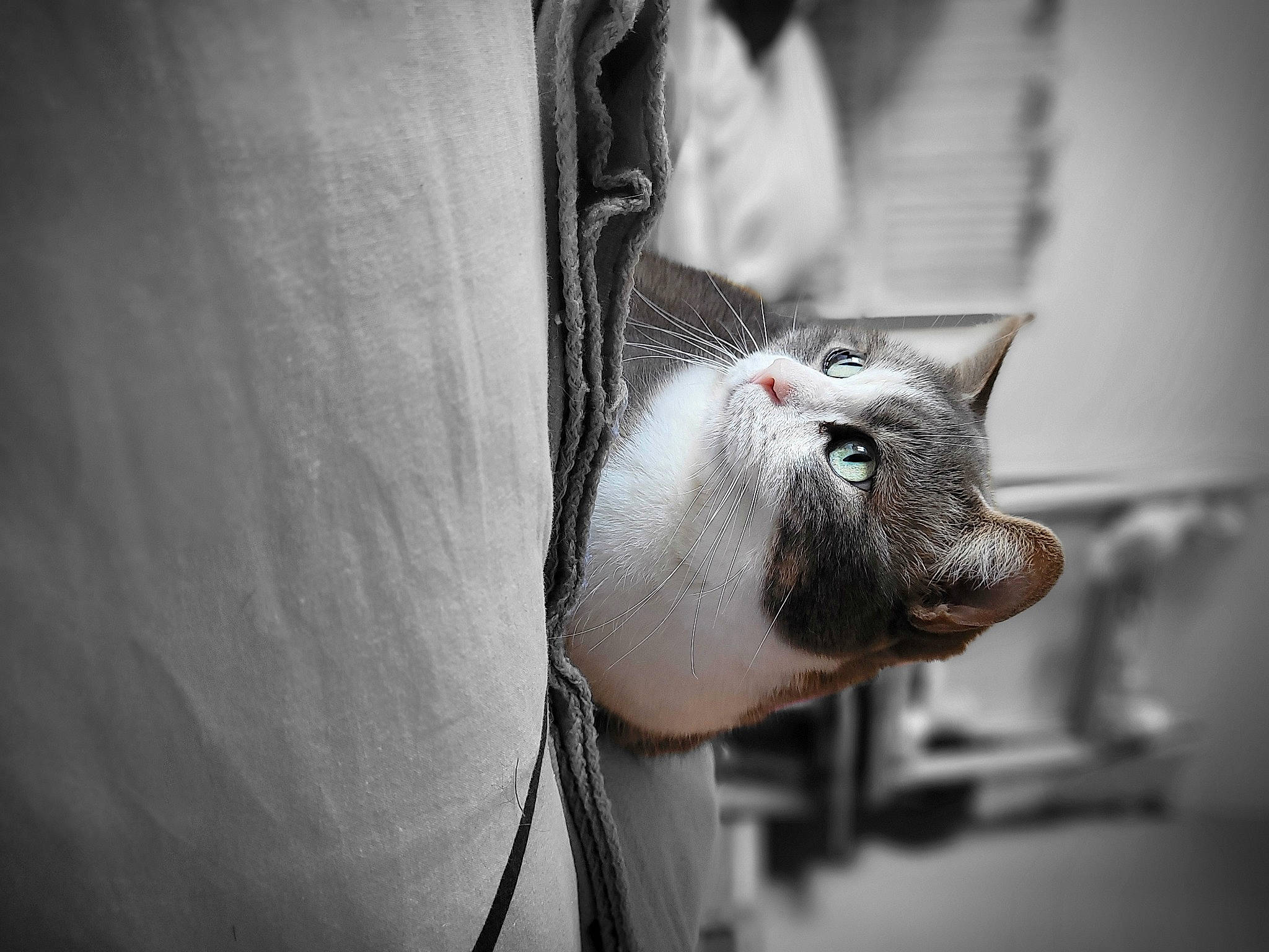 Mimie a rejoint le concours — aidez-le/la à gagner de superbes lots ! carnivore, cat, claw, comfort, domestic_short_haired_cat, ear, eyelash, felidae, fur, grey, monochrome, monochrome_photography, paw, small_to_medium_sized_cats, snout, terrestrial_animal, whiskers, wildlife, window