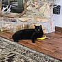 animal, antlers, banana_toy, black_cat, cat, cozy, feline, fireplace, floor, green_eyes, home_interior, indoor, laying_down, patterned_rug, pet, relaxed, rug, stone_wall, toy, wooden_floor