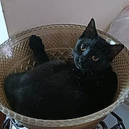Jazz joined the competition — help win amazing prizes! black_cat, cat, glass_bowl, decorative_bowl, metal_stand, indoor, pet, animal, feline, curious, amber_eyes, cozy, resting, relaxed, whiskers, ears, fur, looking_up, household, quiet