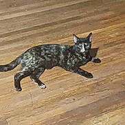 Lola is registered to the contest to win money with this photo: cat, tortoiseshell, animal, pet, floor, wooden_floor, indoor, laying_down, fur, whiskers, tail, ears, eyes, quiet, calm, curious, shadow, brown, black, white