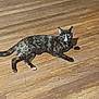 cat, tortoiseshell, animal, pet, floor, wooden_floor, indoor, laying_down, fur, whiskers, tail, ears, eyes, quiet, calm, curious, shadow, brown, black, white