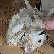 Salto a rejoint le concours — aidez-le/la à gagner de superbes lots !