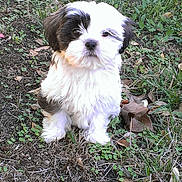 Maddie is registered to the contest to win money with this photo: adorable, animal, black_and_white, canine, cute, dog, earth, fluffy, fur, garden, grass, ground, leaf, nature, outdoor, pet, puppy, sitting, small_dog, young_dog