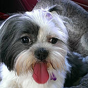 Maddie joined the competition — help win amazing prizes! dog, tongue_out, pet_bed, fur, black_and_white, happy, cute, animal, domestic_animal, mouth_open, indoor, close_up, hair_tie, face, nostrils, eyes, paw, fur_texture, pet, canine