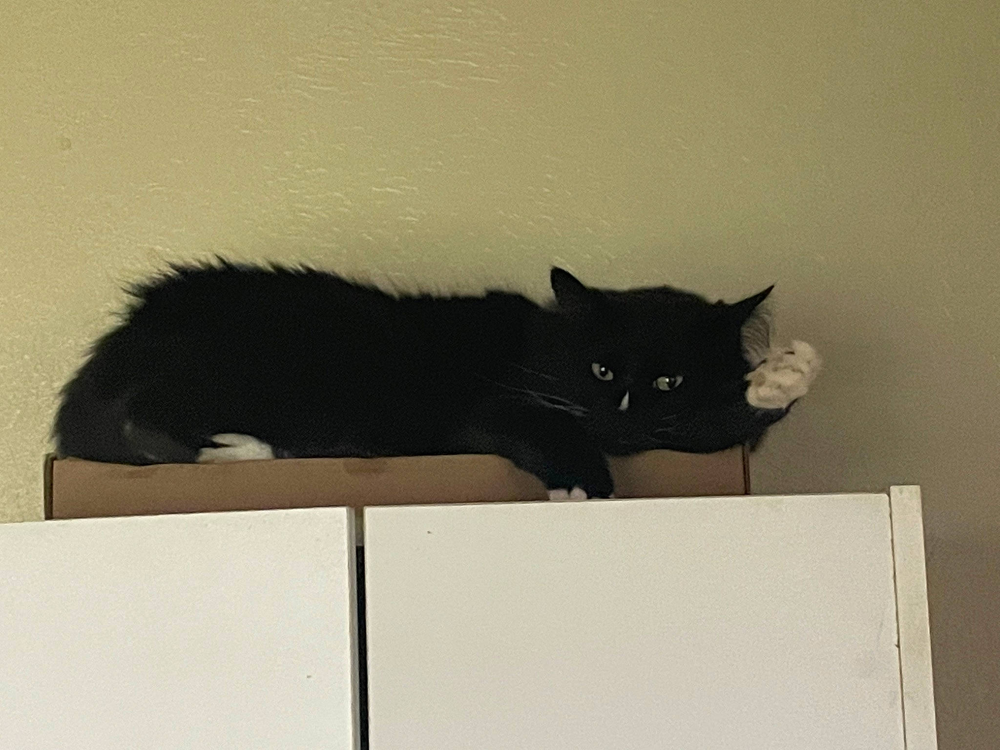 Kozmo is registered to the contest to win money with this photo: black_cat, box, carnivore, cat, domestic_short_haired_cat, felidae, fur, rectangle, room, small_to_medium_sized_cats, snout, tail, terrestrial_animal, tints_and_shades, whiskers, window