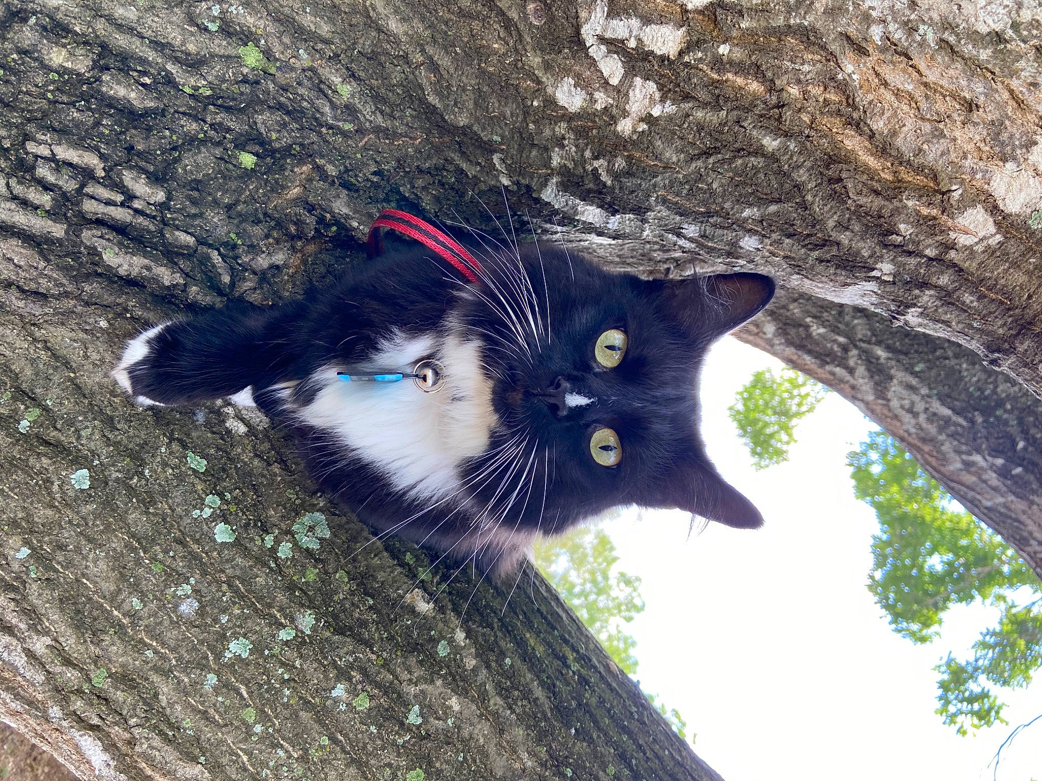 Kozmo joined the competition — help win amazing prizes! black_cat, carnivore, cat, domestic_short_haired_cat, electric_blue, felidae, fur, grass, organism, paw, plant, shadow, sky, small_to_medium_sized_cats, snout, tail, tree, trunk, twig, whiskers