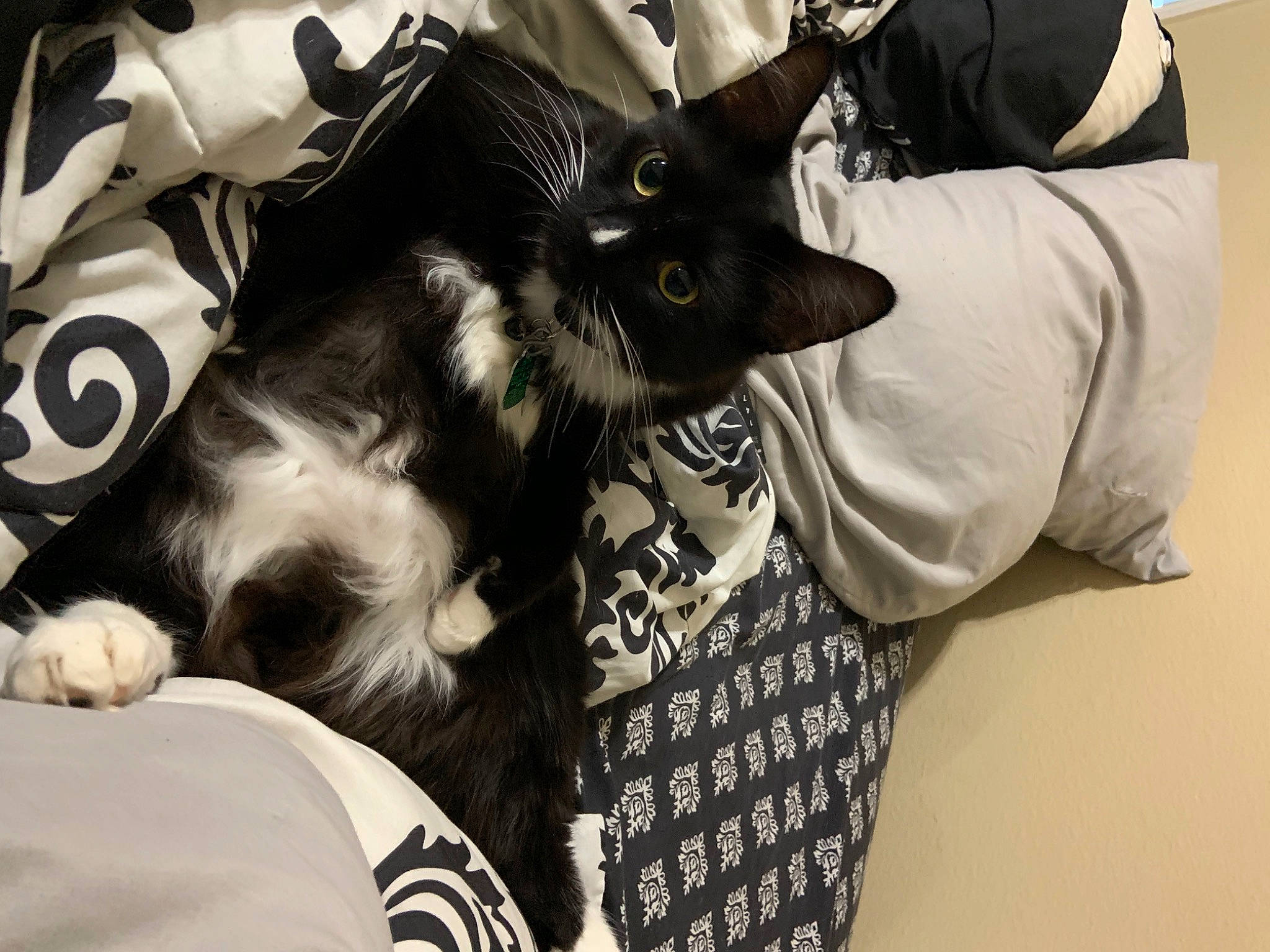 Kozmo is registered to the contest to win money with this photo: bag, black_cat, canidae, carnivore, cat, comfort, companion_dog, dog_breed, domestic_short_haired_cat, ear, felidae, fur, grey, monochrome_photography, nap, sleeve, small_to_medium_sized_cats, snout, sporting_group, whiskers