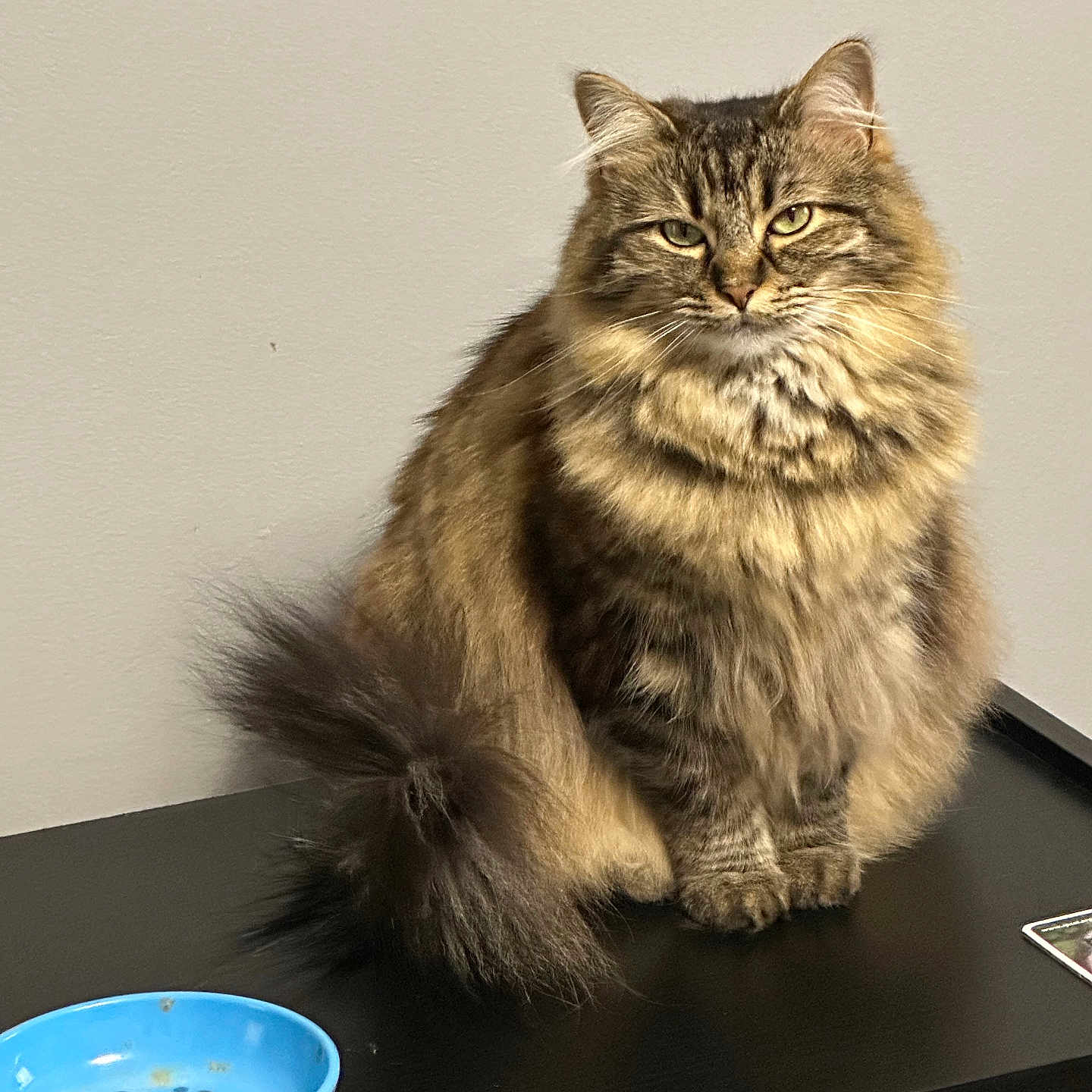 Bonnie is registered to the contest to win money with this photo: abyssinian, angora, animal, art, bowl, cat, diningtable, furniture, hardwood, kitten, manx, pet, plate, plywood, porcelain, pottery, saucer, shelf, table, wood