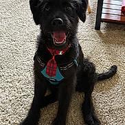 Cappie is registered to the contest to win money with this photo: dog, black_dog, pet, indoor, carpet, happy, smiling, tie, harness, living_room, furniture, sofa, table, book, wooden_table, folding_table, canine, animal, cute, sitting