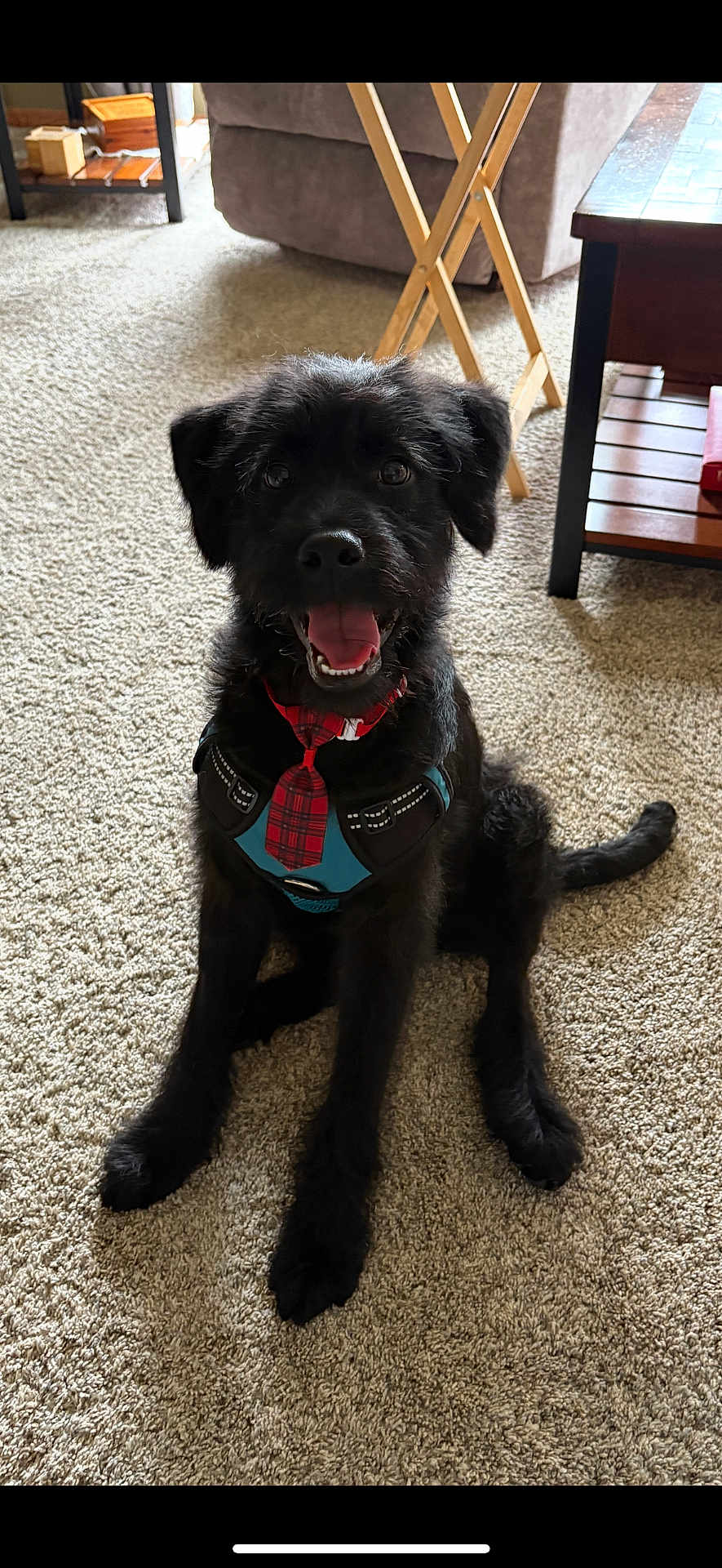 Cappie is registered to the contest to win money with this photo: dog, black_dog, pet, indoor, carpet, happy, smiling, tie, harness, living_room, furniture, sofa, table, book, wooden_table, folding_table, canine, animal, cute, sitting