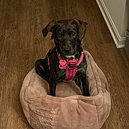 Piper is registered to the contest to win money with this photo: dog, pet, black_dog, pink_harness, dog_bed, plush_bed, wooden_floor, indoor, animal, cute, sitting, looking, canine, domestic_animal, fur, ears, collar, tag, flooring, home