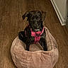 dog, pet, black_dog, pink_harness, dog_bed, plush_bed, wooden_floor, indoor, animal, cute, sitting, looking, canine, domestic_animal, fur, ears, collar, tag, flooring, home