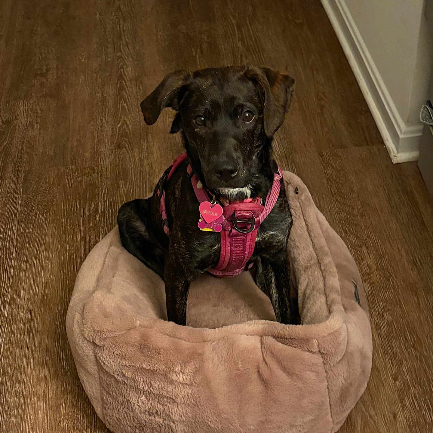 Piper is registered to the contest to win money with this photo: dog, pet, black_dog, pink_harness, dog_bed, plush_bed, wooden_floor, indoor, animal, cute, sitting, looking, canine, domestic_animal, fur, ears, collar, tag, flooring, home