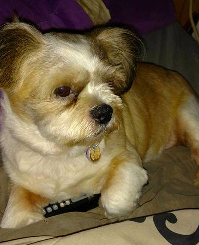 Sage is registered to the contest to win money with this photo: canidae, carnivore, companion_dog, couch, dog, dog_breed, dog_supply, fawn, fur, liver, puppy_love, shih_poo, shih_tzu, small_terrier, snout, sporting_group, terrier, toy_dog, whiskers, working_animal