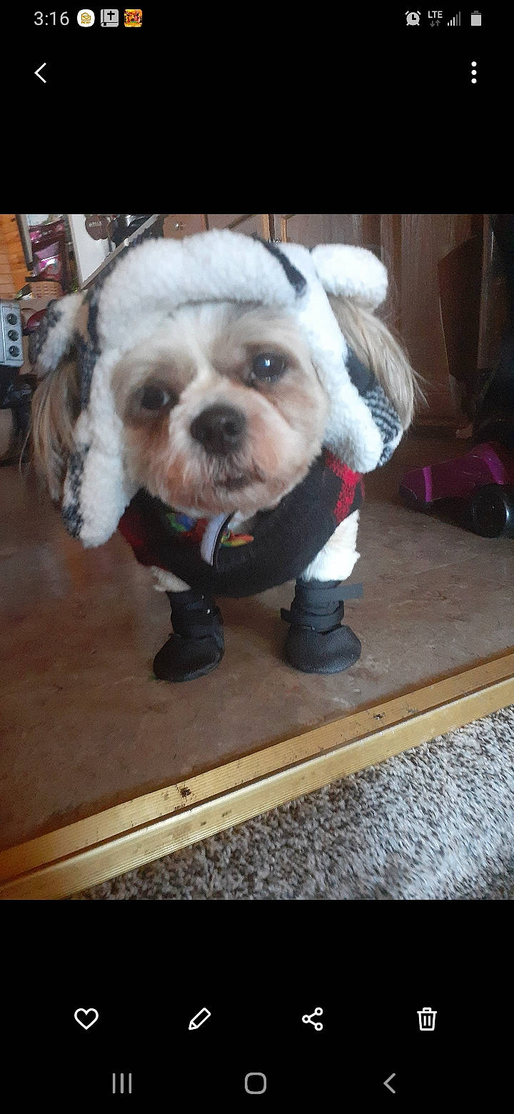 Sage is registered to the contest to win money with this photo: canidae, carnivore, collar, companion_dog, dog, dog_breed, dog_clothes, dog_collar, dog_supply, flooring, fur, leash, personal_protective_equipment, puppy, puppy_love, small_terrier, terrier, toy_dog, wood, working_animal