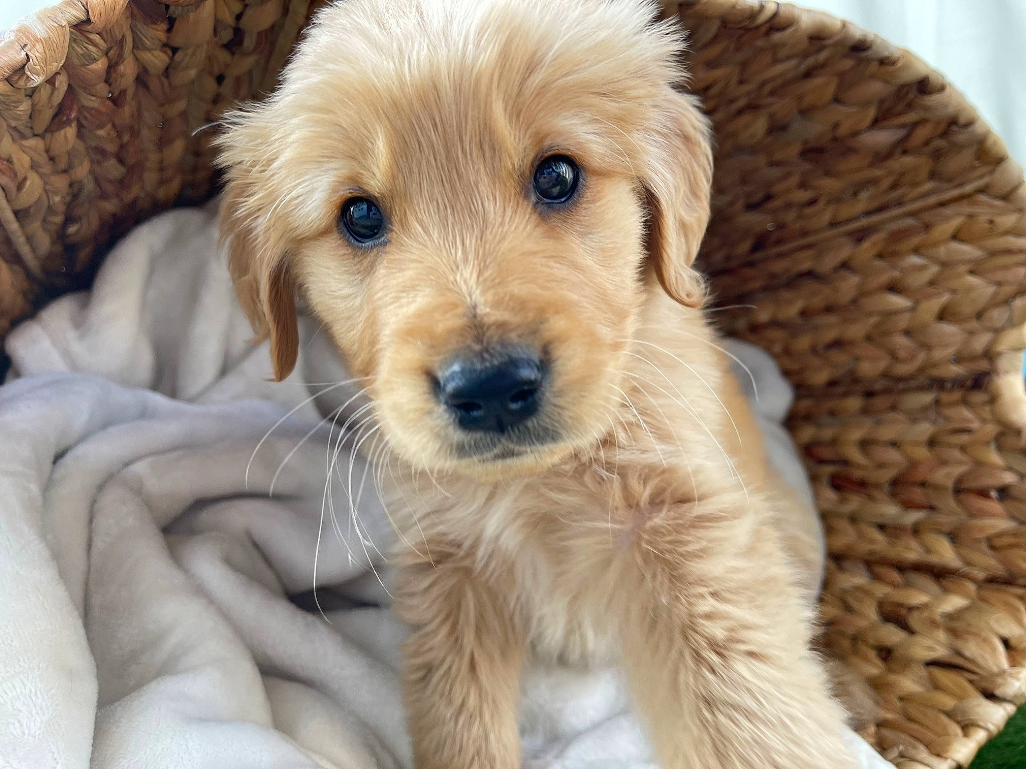 Woody is registered to the contest to win money with this photo: canidae, carnivore, companion_dog, dog, dog_breed, dog_supply, fur, paw, pet_supply, puppy, snout, sporting_group, terrestrial_animal, whiskers, wood, working_animal