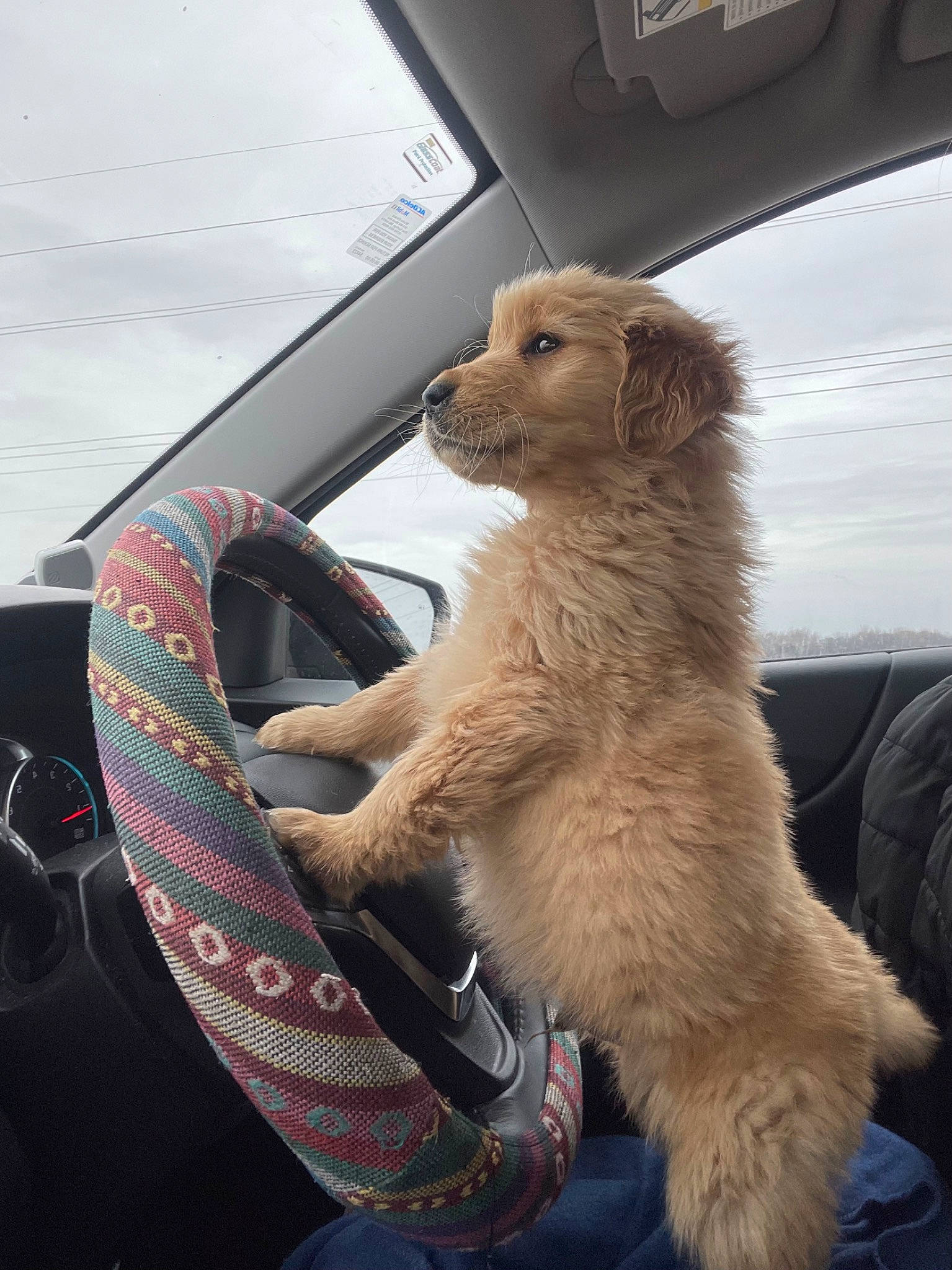 Woody joined the competition — help win amazing prizes! auto_part, automotive_exterior, automotive_mirror, carnivore, companion_dog, fawn, felidae, gas, hood, motor_vehicle, mustelidae, small_to_medium_sized_cats, snout, stuffed_toy, tail, terrestrial_animal, vehicle, whiskers, windscreen_wiper, windshield