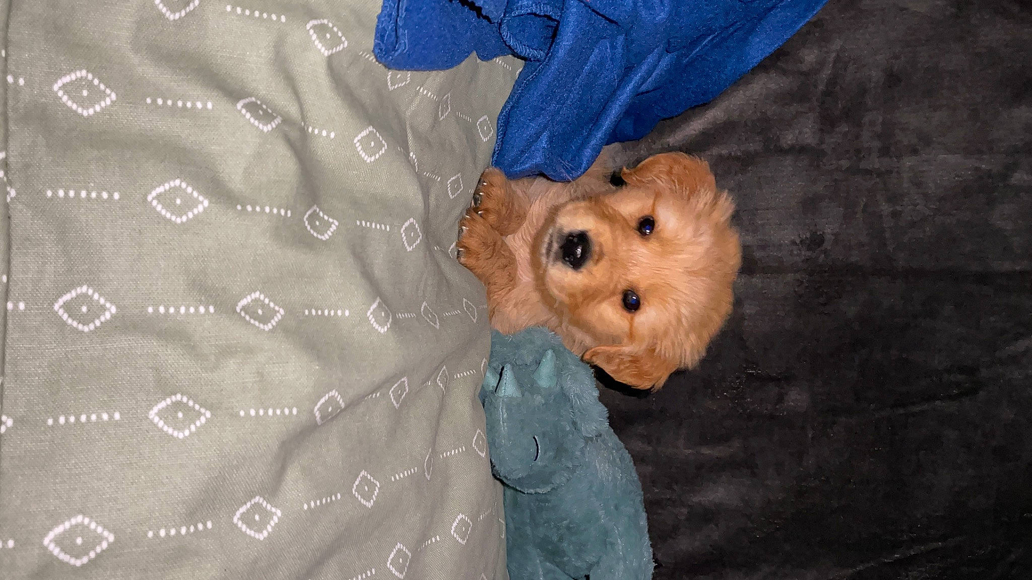 Woody joined the competition — help win amazing prizes! bear, canidae, child, companion_dog, dog_breed, electric_blue, fawn, fur, linens, pattern, plush, room, sleeve, sporting_group, stuffed_toy, teddy_bear, toy