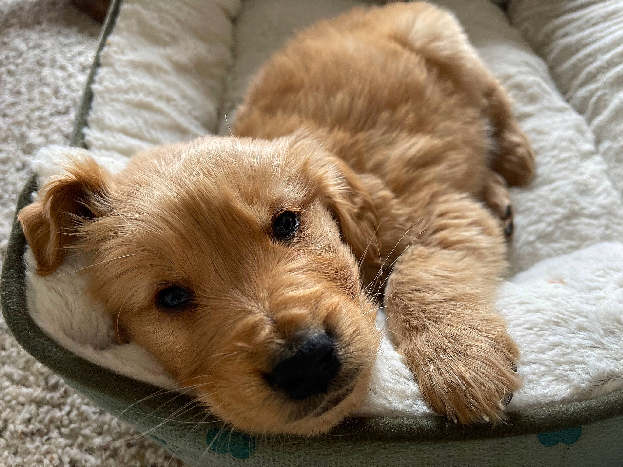 Woody is registered to the contest to win money with this photo: canidae, carnivore, comfort, companion_dog, dog, dog_breed, dog_supply, fawn, fur, liver, pet_supply, small_terrier, snout, sporting_group, terrestrial_animal, terrier, toy, toy_dog, working_animal