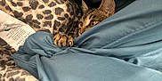 Sassy joined the competition — help win amazing prizes! animal, bedding, blanket, cat, claw, cozy, curious, cute, fabric, fur, indoor, leopard_print, pattern, paw, peek, pet, playful, resting, soft, tabby_cat