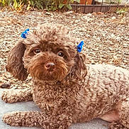 Princess Coco is registered to the contest to win money with this photo: animal, backyard, canine, dog, grass, jar, nature, outdoors, pet, plant, planter, poodle, pottedplant, pottery, puppy, rock, soil, vase, vegetation, yard